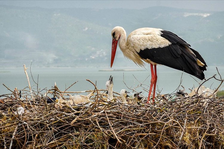 "Yaren" leylek göç yolculuğuna başladı