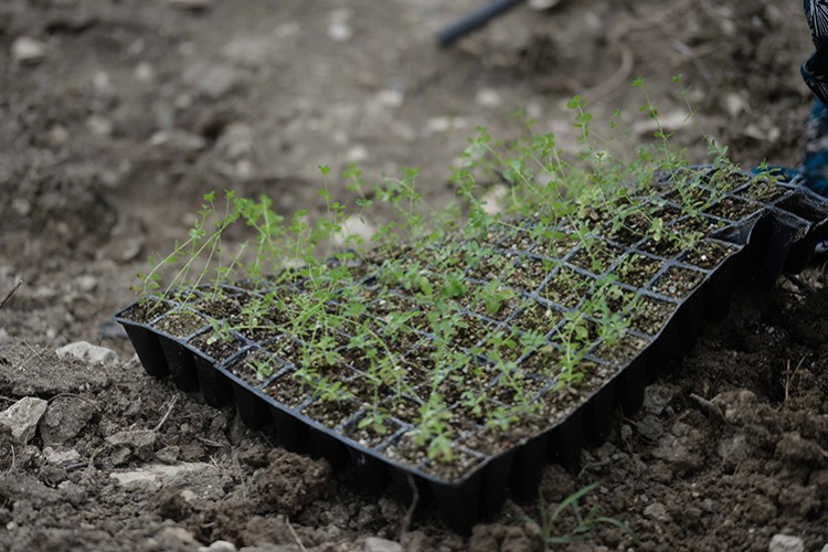 Sarı kantaron toprakta