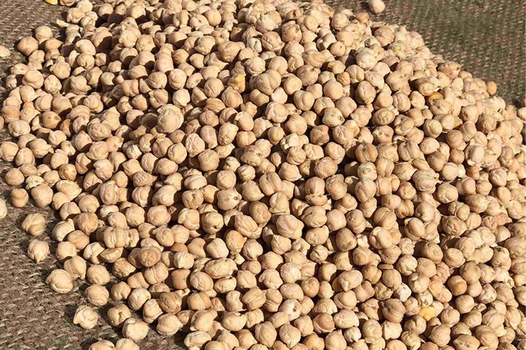 Nohudun ihracatı kayda bağlandı