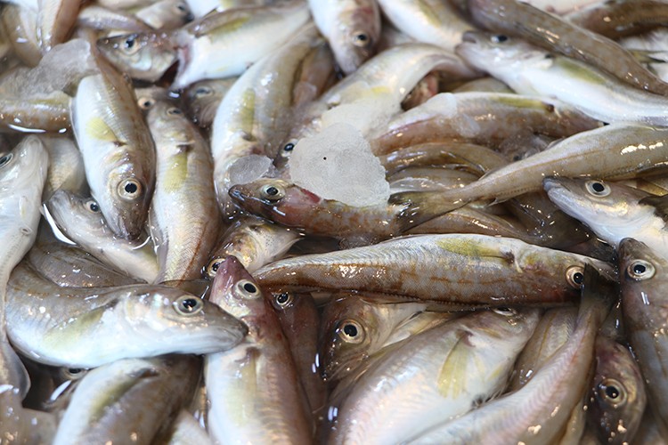 En fazla Rusya'ya ihraç edildi