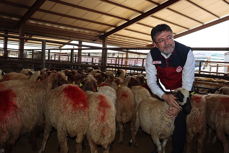 Depremzede besicilere TİGEM'in hayvanları dağıtılıyor