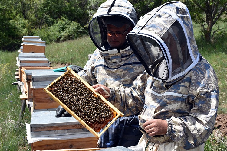 Arıcılar 1744 rakımlı Dinek Dağı'nda devlet desteğiyle bal üretiyor