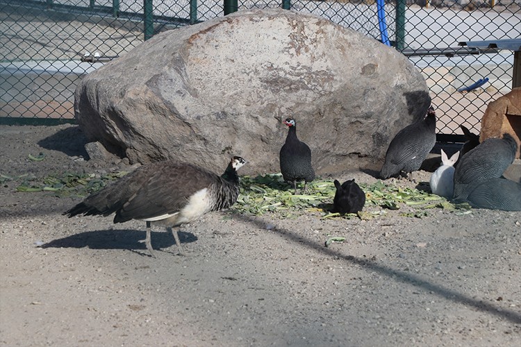 100 dönüm korunaklı alanda bakılıyorlar