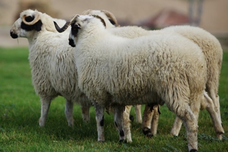 Sigortalanan küçükbaş hayvan sayısı 12,7 milyona yükseldi