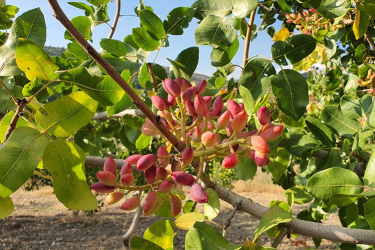 Manisa'da Antep fıstığı hasadı başladı
