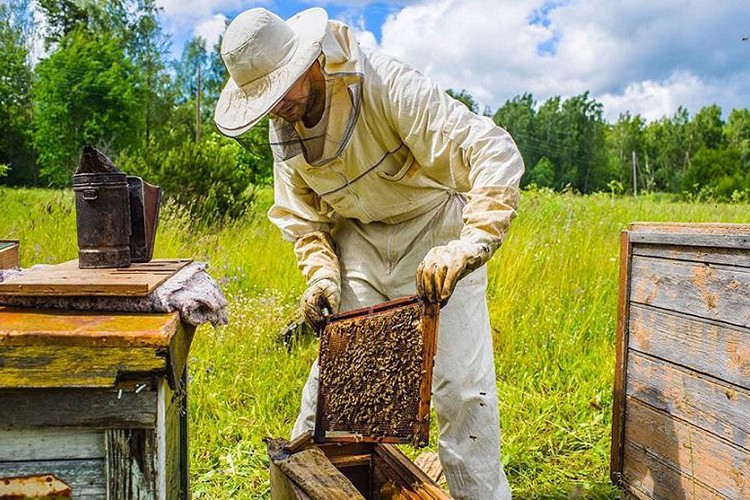 Arıcılık sektörü, yapısal dönüşümle kalitenin artırılmasını hedefliyor