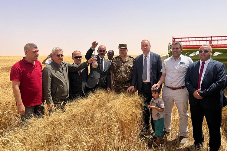 Cezayir çölünde tarım yapan Türk şirketi ilk hasadına başladı