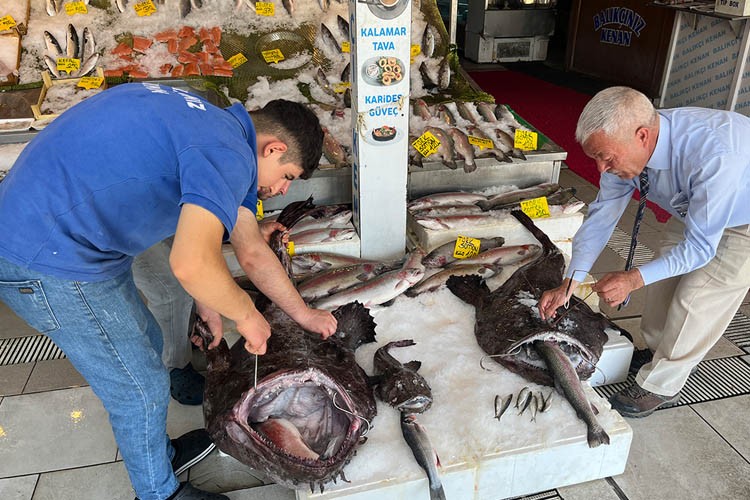 Silivri açıklarında dev fener balıkları yakalandı