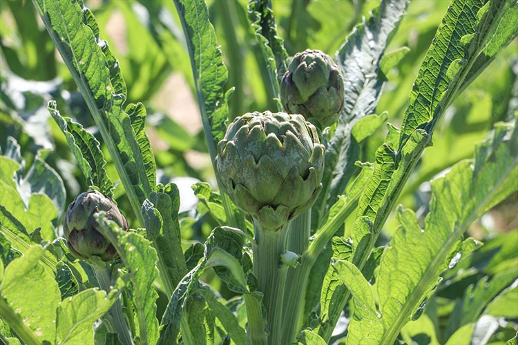 Ege'nin turistik ilçeleri sakız enginarıyla da ekonomiye katkı veriyor