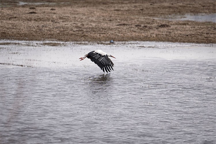 Erzurum'un sulak alanları göçmen kuşlarla şenlendi