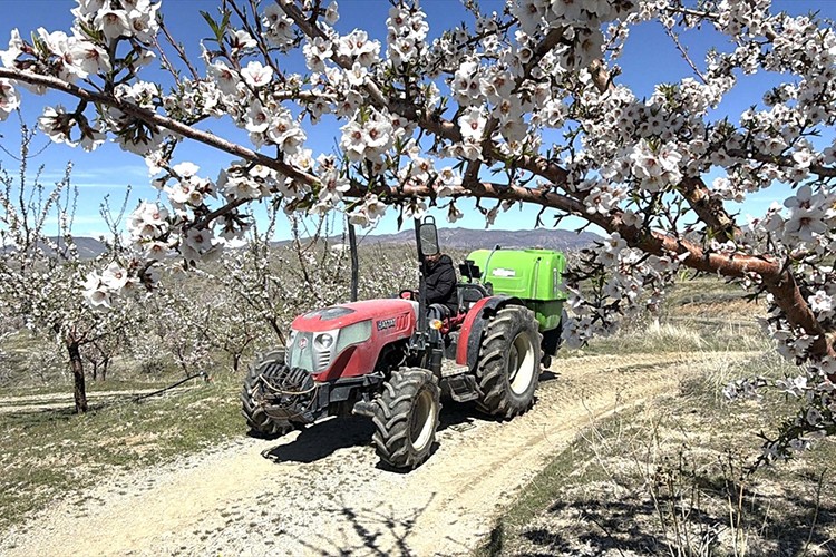 Badem ağaçlarındaki çiçek yoğunluğu yüksek rekolte beklentisini artırdı