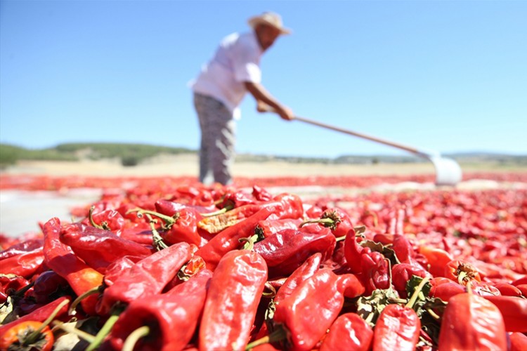 "Maraş biberi"nde 29 bin ton rekolte bekleniyor