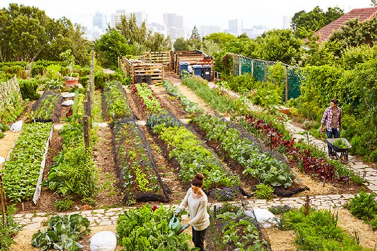 Tarım şirketlerinin varlıkları 5 yılda 3,5 katına çıktı