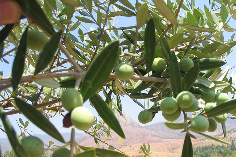 Ekonomiye kazandırılıyor