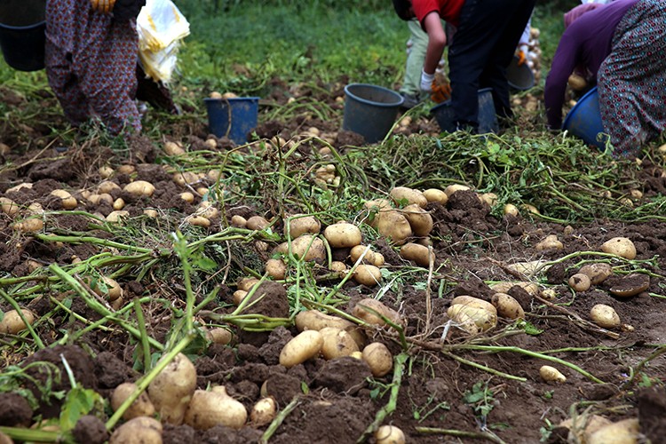 Niksar patatesinde rekolte ve fiyat üreticiyi sevindirdi