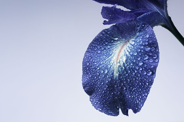 Armani Privé Yeni Kokusu Iris Bleu'yu Sunuyor