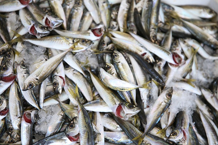 Palamudun üzdüğü Karadenizli balıkçıları hamsi mutlu etti