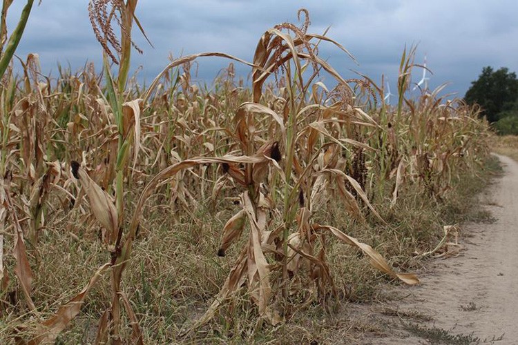 Pendemiden sonra kuraklık vurdu