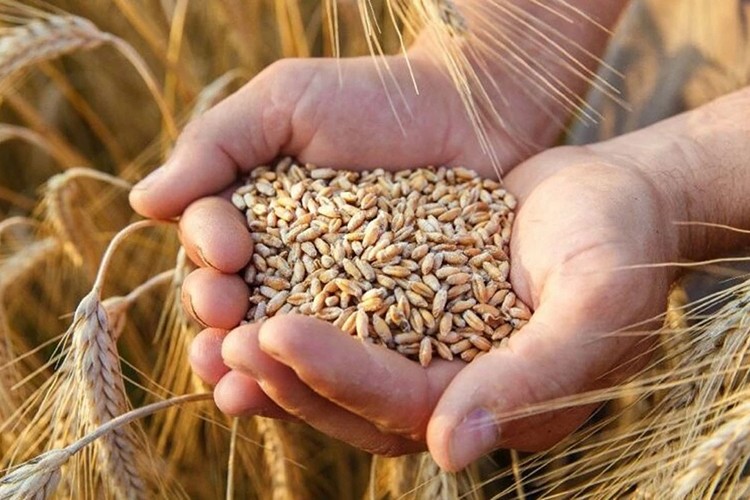 Tarım ürünleri ithalatında yetkili gümrük idareleri düzenlendi