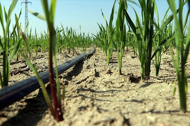 Aşırı sıcaklıklar tarım ve çevreyi olumsuz etkiliyor