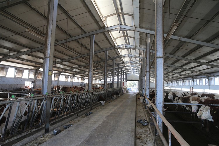 4 olan hayvan sayısını 9 yılda 80'e çıkardı