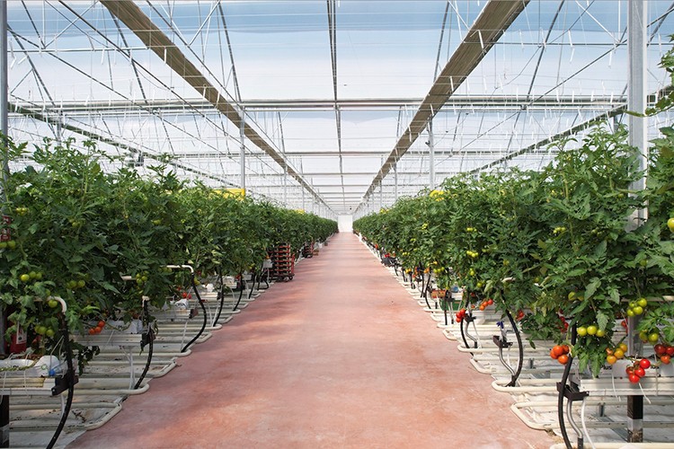 Altun Gıda, Karya Doğal Tarım Üretim ve Seracılık'ı satın aldı