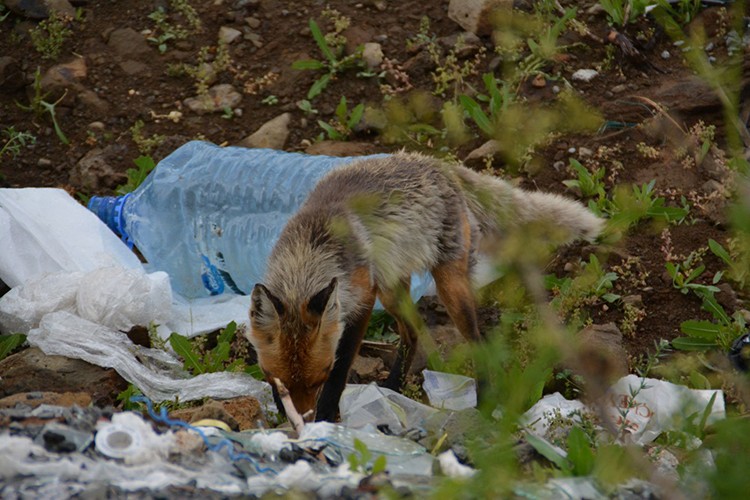 Yaban hayatına yem takviyesi