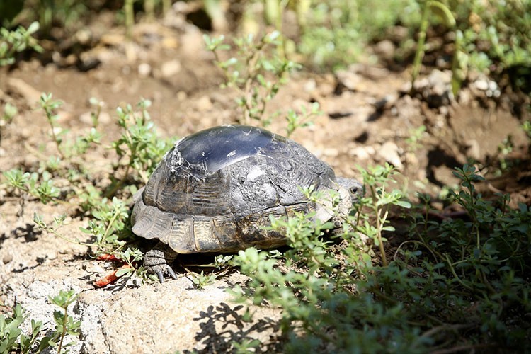 Kaplumbağanın kırık kabuğu ahşap ustasının dokunuşuyla onarıldı