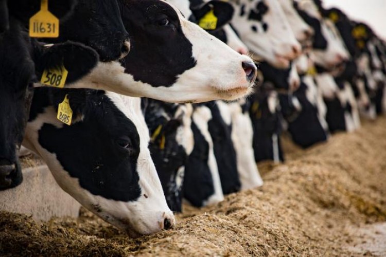 Hayvancılıkta 5 yıllık yol haritası yarın açıklanacak