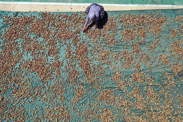 Üreticiler "incirler çürümesin" diye gece gündüz mesaide