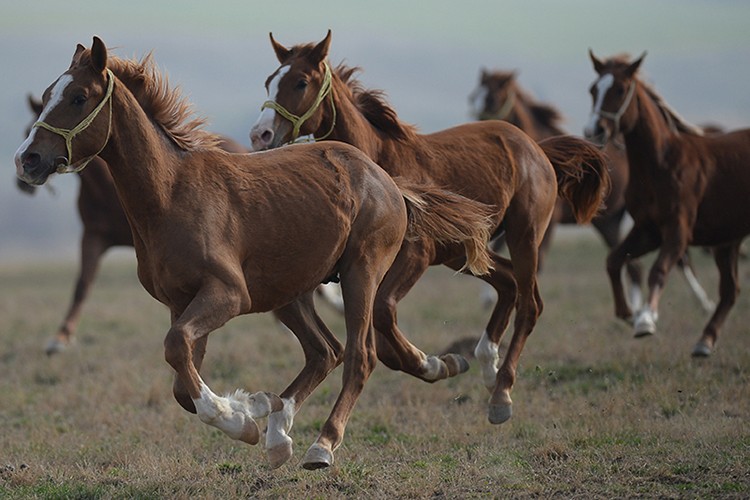 TİGEM safkan 14 Arap kısrağı satacak