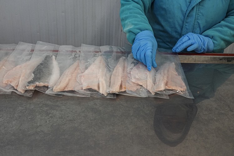 Su ürünleri ihracatı 553 milyon dolar oldu