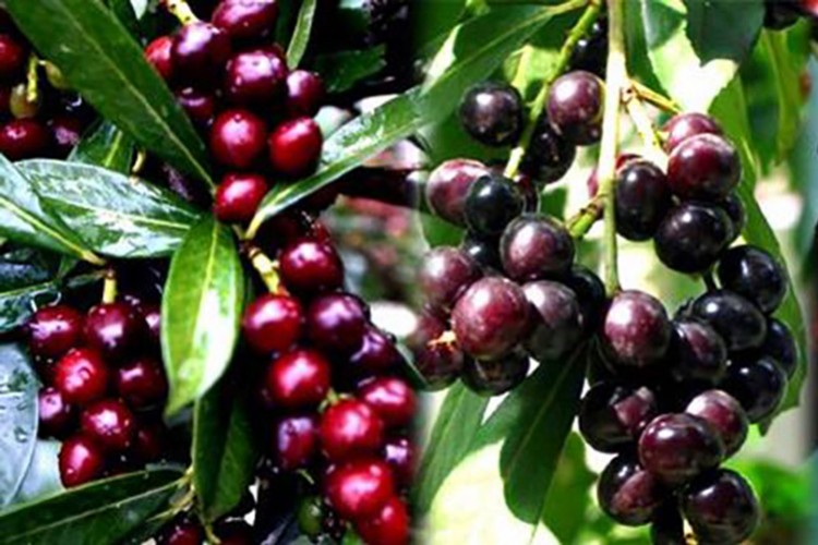 Üreten ve Yarışan