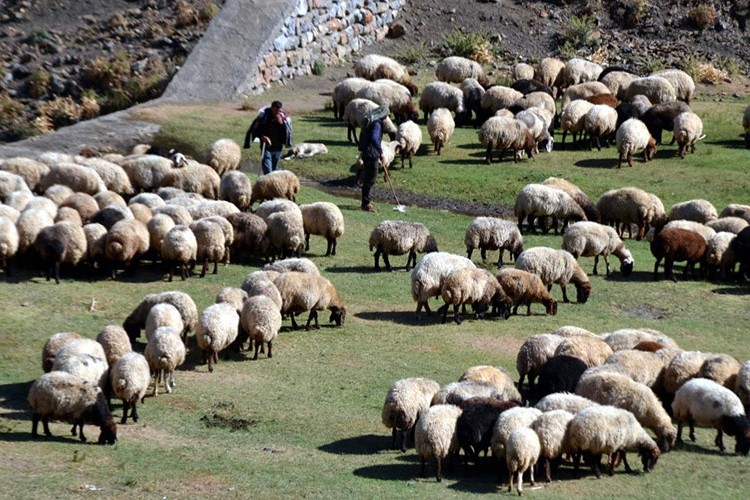 300 bin hayvan yetiştiricisine destek