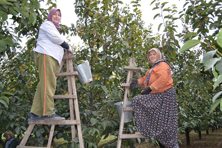 Cennet hurması bahçelerinde hasat başladı