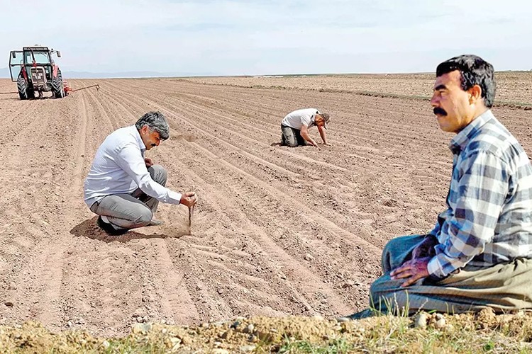 Yaklaşık 900 milyon çiftçi için sıcaklık stresi alarmı