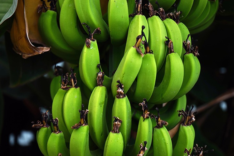 Kuzey Ege'de muz dönemi