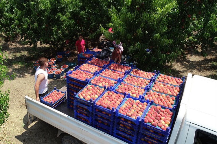 "Lapseki şeftalisi"nde ihracat ürünleri toplanmaya başlandı