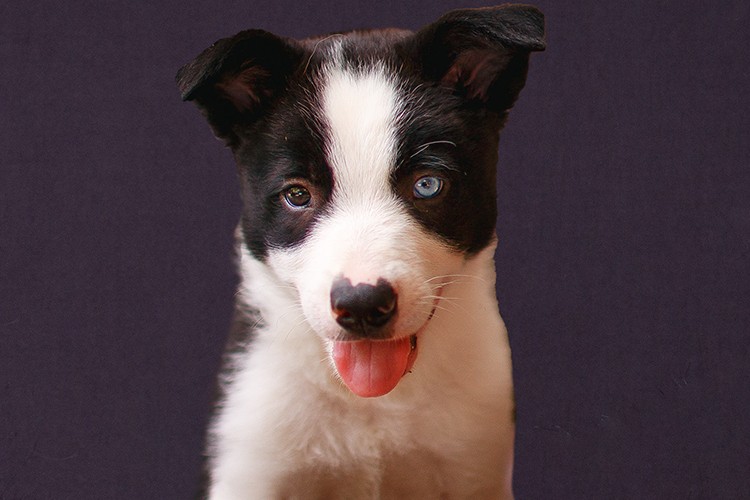 Allianz Türkiye, sevimli dostlarının yanında