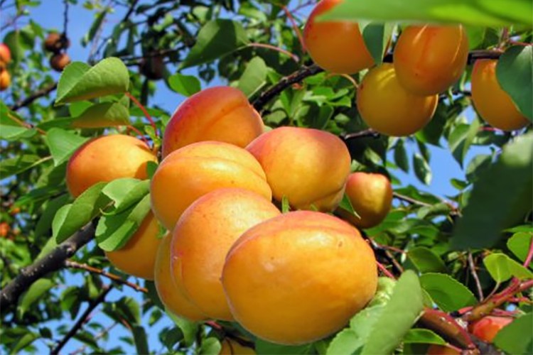 4 üründe dünya lideriyiz