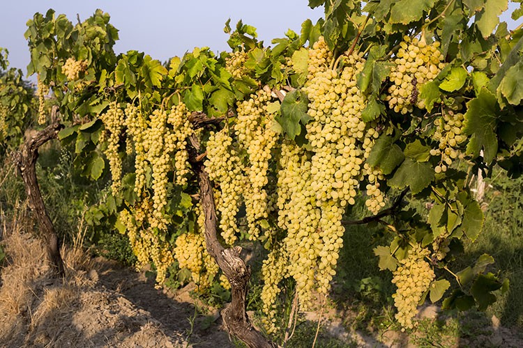 Dünya'nın tercihi Türk üzümü oldu