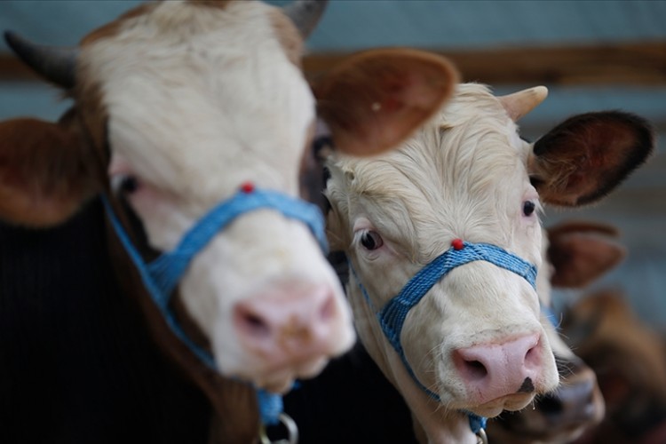 Tarım ve Orman Bakanlığı'nın kurbanlık hayvan için kuralları