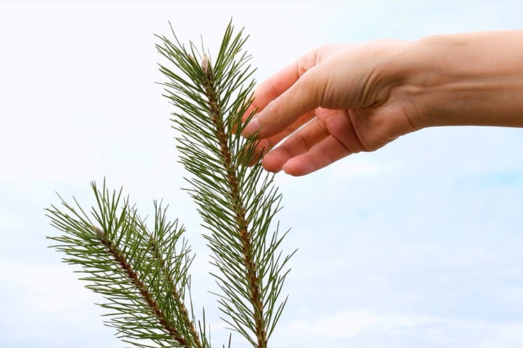 81 ilin bitki rehberini hazırlıyor