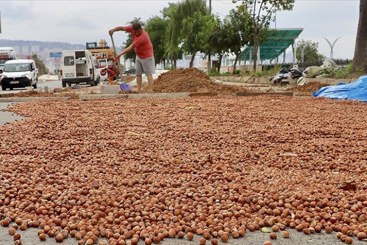 Sıcak hava fındık kurutma mesaisini kısalttı