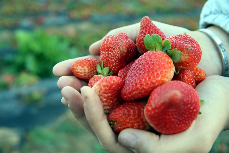 Hobi amaçlı başladığı çilek üretiminde talebe yetişmekte zorlanıyor