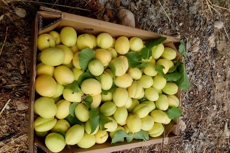 Malatya'nın turfanda kayısısı pazarda