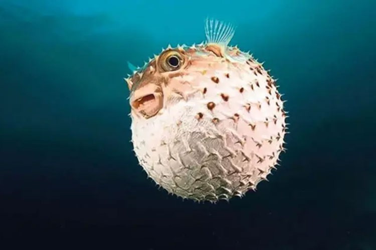 Balon balığı avcılığında değişiklik yapıldı