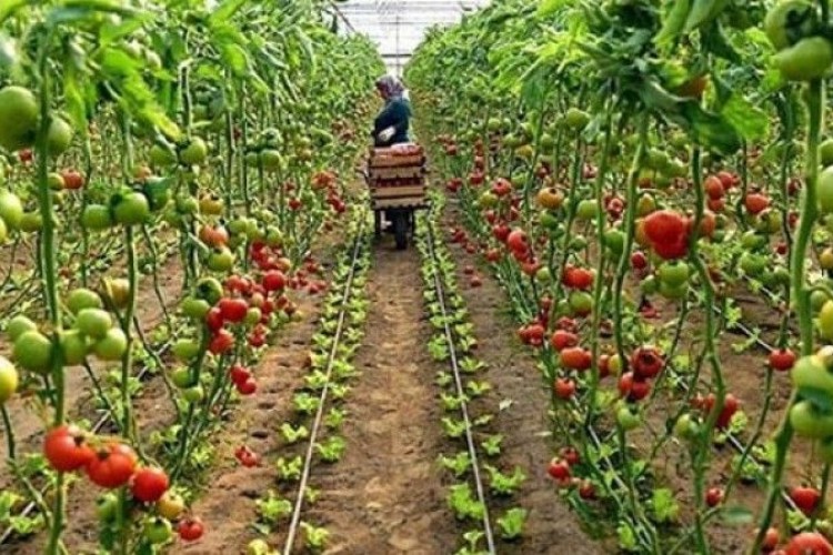 Sebze ve meyve üretiminin artacağı tahmin edildi