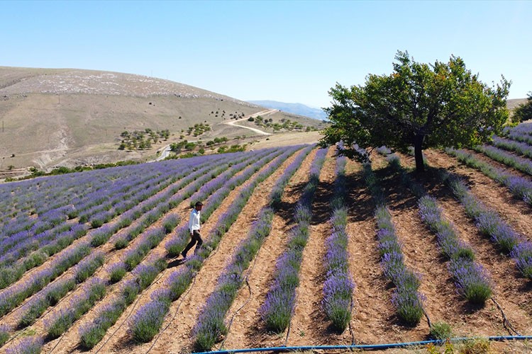 Lavantayla kıraç araziden gelir sağladı