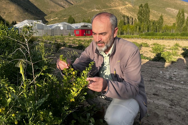 Bayburt Üniversitesince üretilen bal yemişi ve çilek hasat edildi